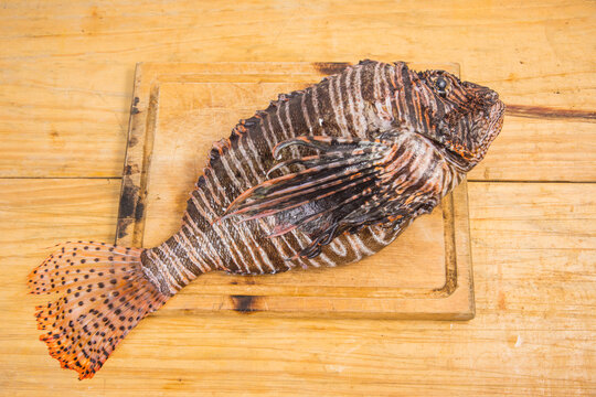 Raw Lion Fish on wooden table in rustic kitchen ready to cook. Food Themes