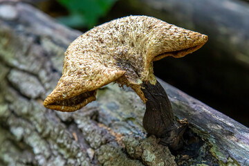 Mushroom on Log