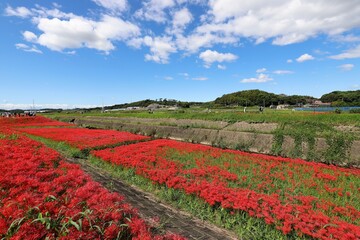 矢勝川の彼岸花