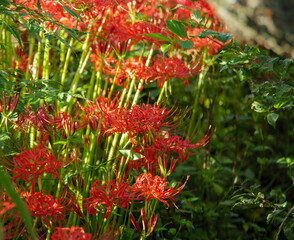 太陽の光に照らされる森の彼岸花
