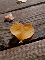 autumn leaves on wooden background