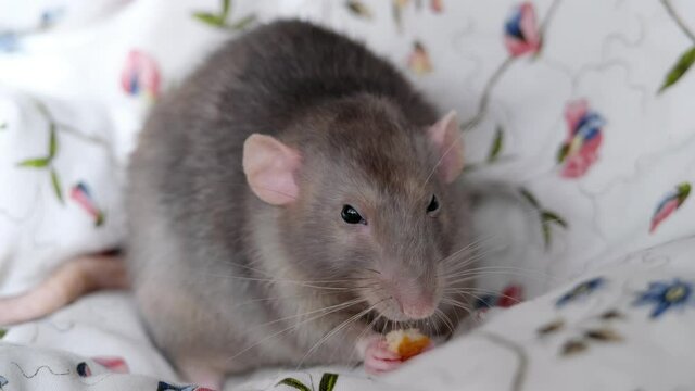 The domestic rat sits on a blanket and eats / gnaws food