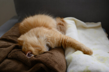 毛布に顔をうずめて寝る猫（マンチカン）