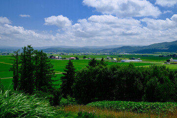 山から見る水田
