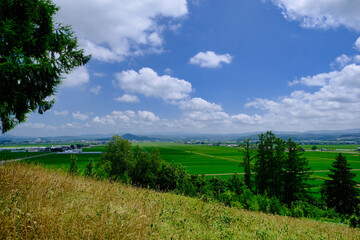 Fototapeta na wymiar 山から見る水田