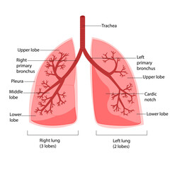 Obraz premium Structure of the lungs. Vector illustration