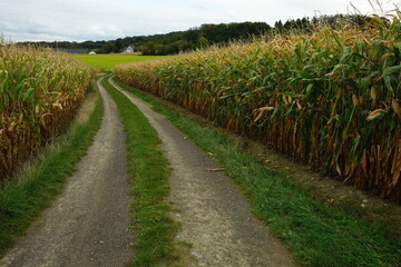 Fototapeta na wymiar Dirt road in the corn fields