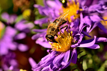Close-up of bee pollinating Symphyotrichum oblongifolium also known as aromatic American, Fall, Wild Blue or Shale Aster.