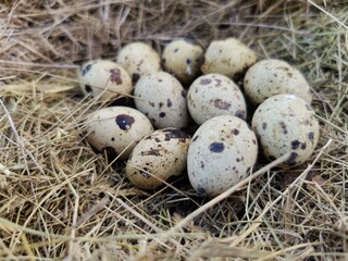 Naklejka na ściany i meble quail eggs lie a bunch on dry grass