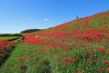 矢勝川の彼岸花