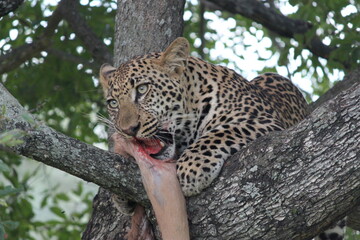 Leopard eating impala