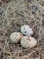Naklejka na ściany i meble three quail eggs lie a bunch on dry grass