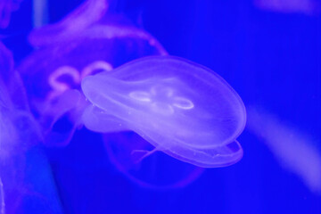 Jellyfish swim underwater on a bright blue background. Texture on underwater theme.