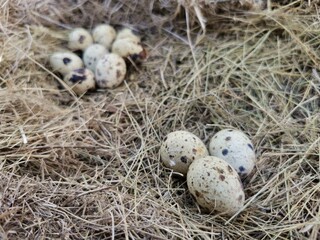 Obraz premium three quail egg in the foreground and many eggs in the background lie on the hay