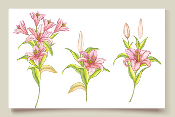Hand draw beautiful lily flowers