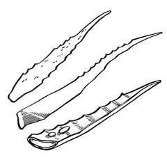 Aloe Vera plant on white Background. Graphic illustration agave, aloe vera, succulent, green plant. Botanical graphic illustration of Aloe Vera.