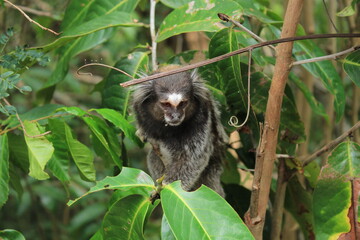 Black-tufted marmoset