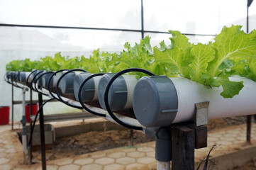 Hydroponics system with liquid fertilizer solution in water without soil at greenhouse hydroponics...