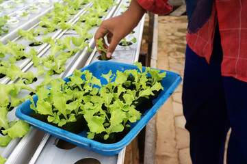 Activity of moving vegetable seeds into hydroponic pipes, Selective Focus         