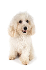 Small miniature toy poodle with white curly fur against white background