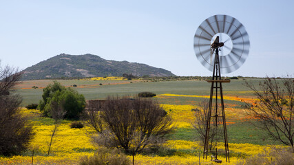 Windmill in blooming desert