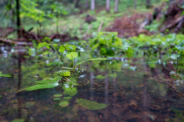 KRISTALLKLARES WASSER. FRUCHTBARKEIT : CRYSTAL-CLEAR WATER . FERTILITY