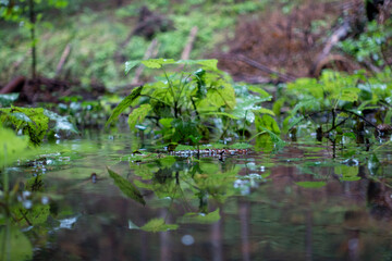 KRISTALLKLARES WASSER. FRUCHTBARKEIT : CRYSTAL-CLEAR WATER . FERTILITY