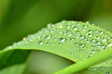 Close-up of dew drops on a blade of spring grass. Low depth of field.