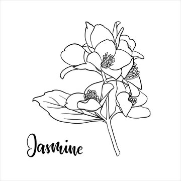 black and white branch flower jasmine outline isolated on background with word jasmine. Hand-draw contour line and strokes branch flowers. Design element for greeting card and invitation