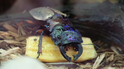 Beetles