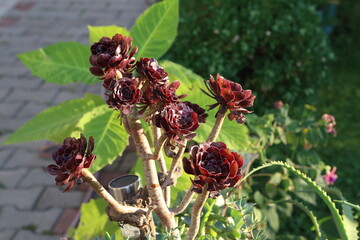 Close-up of succulent echeveria. Macro photography of nature