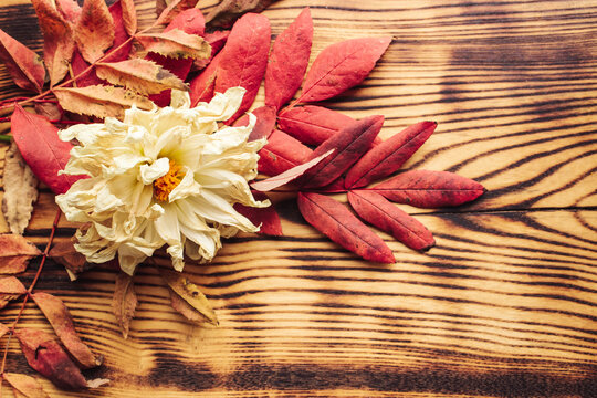 Dried white flower (chrysanthemum, golden-daisy) and red leaves on the dark wooden background. Seasonal fall concept. Top view, flat lay.