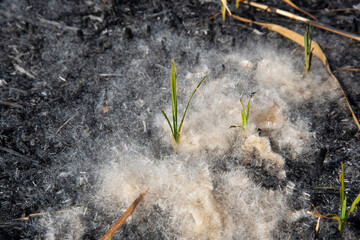 young green sprout of reeds against the background of burnt soil in the field and fluff