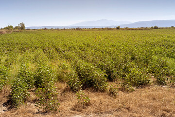 Growing cotton in a field on an autumn, sunny day (Greece, Central Macedonia)