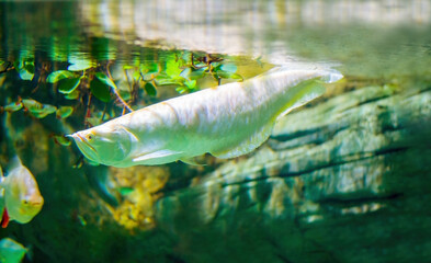 A large, golden white fish Arovana swims near the surface of the water. Relic, ancient animals.