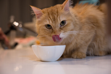 キッチンカウンターで食事する猫（マンチカン）