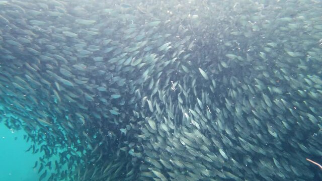 School of Sardines fish in ocean. Bohol, Philippines.
