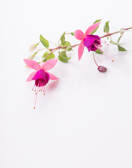 Group of pink fuchsia flowers isolated on white. Overhead top view, flat lay.