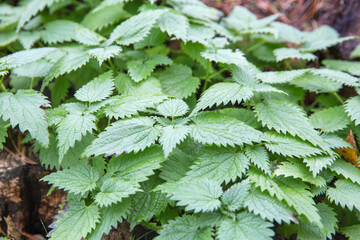 Common or Stinging Nettle, Urtica dioica, small plant macro, selective focus