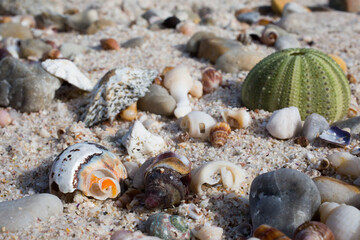 Flushing finds
Flushline at Cape of Good Hop