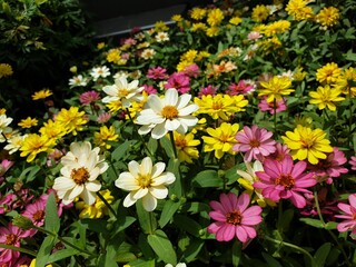 Obraz premium flowers in the garden