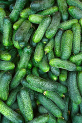 fresh green cucumbers in the market