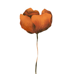 Raster flower. Floral illustration on white background. Botanical image can be used for wedding invitation, design template, greeting card, patterns fill.