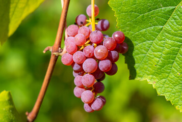 A ripe bunch of red grapes hangs on a vine illuminated by the rays of the sun