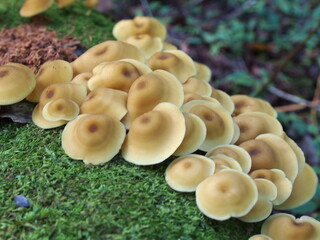 キサマツモドキの群生