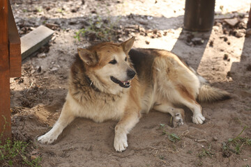 stray dog resting on the ground on summer hot day