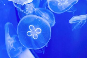 Jellyfish swim underwater on a bright blue background. Texture on underwater theme.