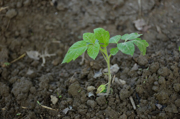 the small ripe green tomato plant seedlings in the garden.