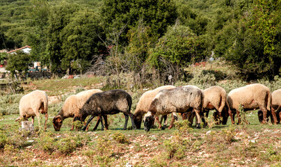 sheep in a row graze on the grass