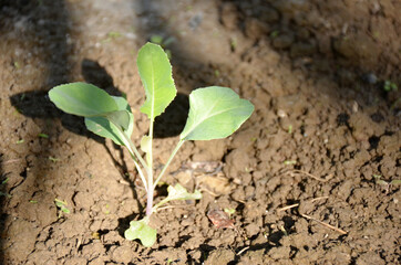 the small ripe green cabbage plant seedlings in the garden.